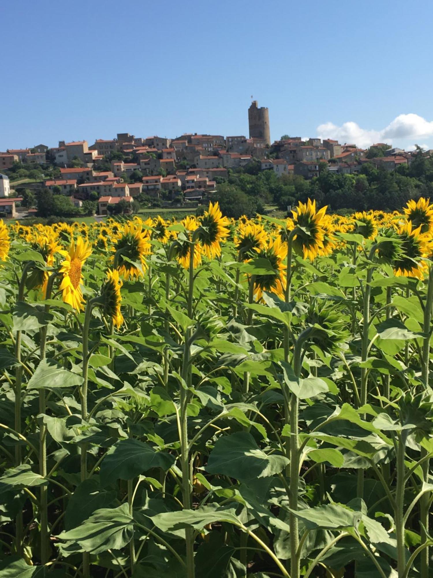 La Charmeraie Montpeyroux  エクステリア 写真